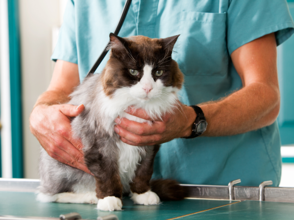 Treendale Pet Medical Provides Trusted and Reliable Veterinary Care in Australind