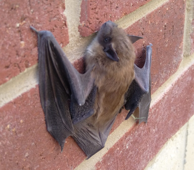 Top 10 Most Common Wildlife Problems in Burlington Homes (And How We Solve Them)