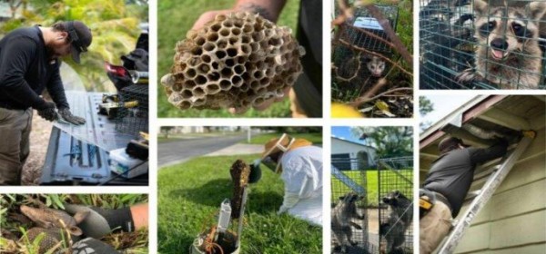 Taps Pest Control Expands Comprehensive Pest Management Services Across Tampa and Surrounding Areas
