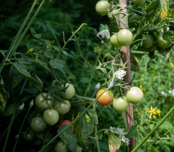Marc Walraven Launches New Website to Expand Access to DIY Urban Farming Tools