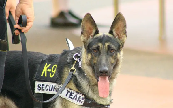 Stone Security Services Setting the Gold Standard in Elite Security Across NYC LA and Miami