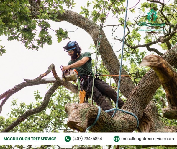 McCullough Tree Service Expands Expert Tree Removal Services in Winter Park, FL