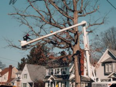 Andrew’s All Around Tree and Shrub Service Launches Fall Special with Free Leaf Removal on Eligible Tree Work