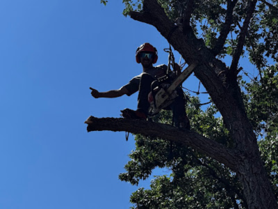 Hawk Tree Service Delivers Competitive, High-Quality Tree Care for Colorado Springs Residents