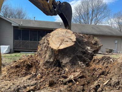 Clean Green Tree Service Introduces Full-Service Stump Grinding for Safer, Cleaner Yards