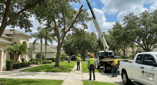 McCullough Tree Service Delivers Expert Tree Removal Service in Maitland, FL for Safer and Cleaner Landscapes
