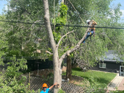 Hawk Tree Service Announces Winter Readiness Services for Extreme Temperature Swings in Colorado Springs, CO