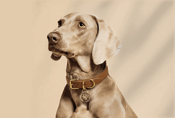 BondwithPet Expands B2B Offering with Custom Pet Memorial Products