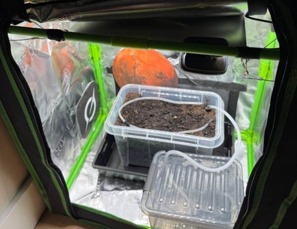 The Grok Potato Experiment: 24-7 Autonomous Cultivation