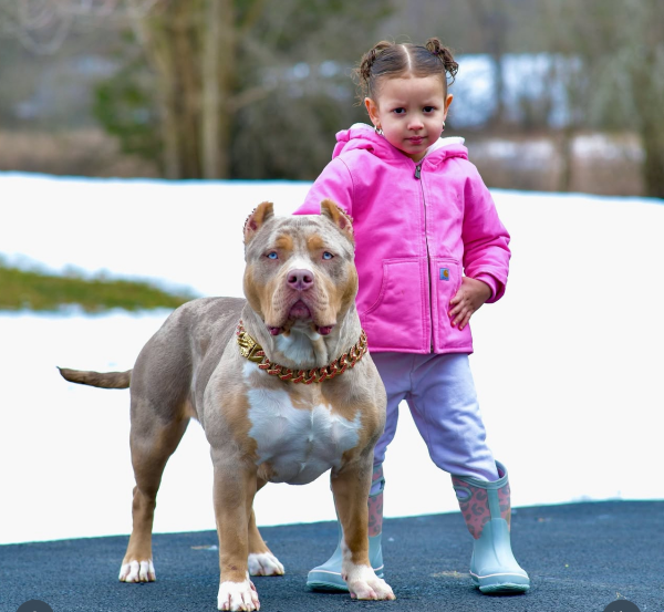 Phantom Bullies Inc. Named No.1 XL American Bully Kennel in the USA for Champion Bloodline Puppies