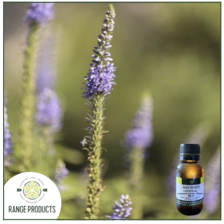 Range Products Offers High-Quality Lavandin Essential Oil for Natural Wellness