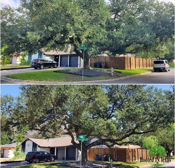 Cedar Park Trees Face Growing Threats From Drought, Heat, and Storm Damage Combined