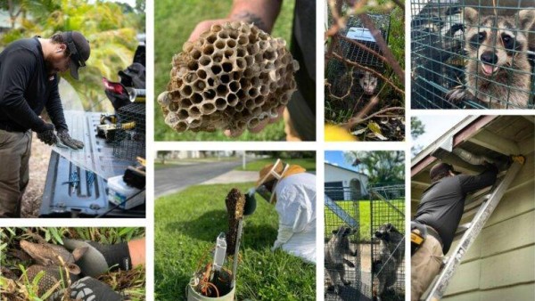 Pest Control Services Expand to Fish Hawk Florida
