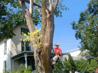 Leatherneck Tree Service Strengthens Community Ties Through Local Property Safety Initiatives.