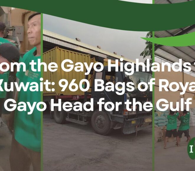 From the Gayo Highlands to Kuwait: 960 Bags of Royal Gayo Head for the Gulf
