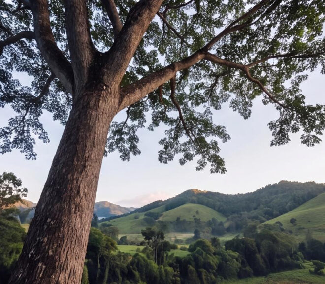 Forests VC Launches Natural Capital Development Platform With 184.7-Hectare Costa Rican Estate as Flagship Project